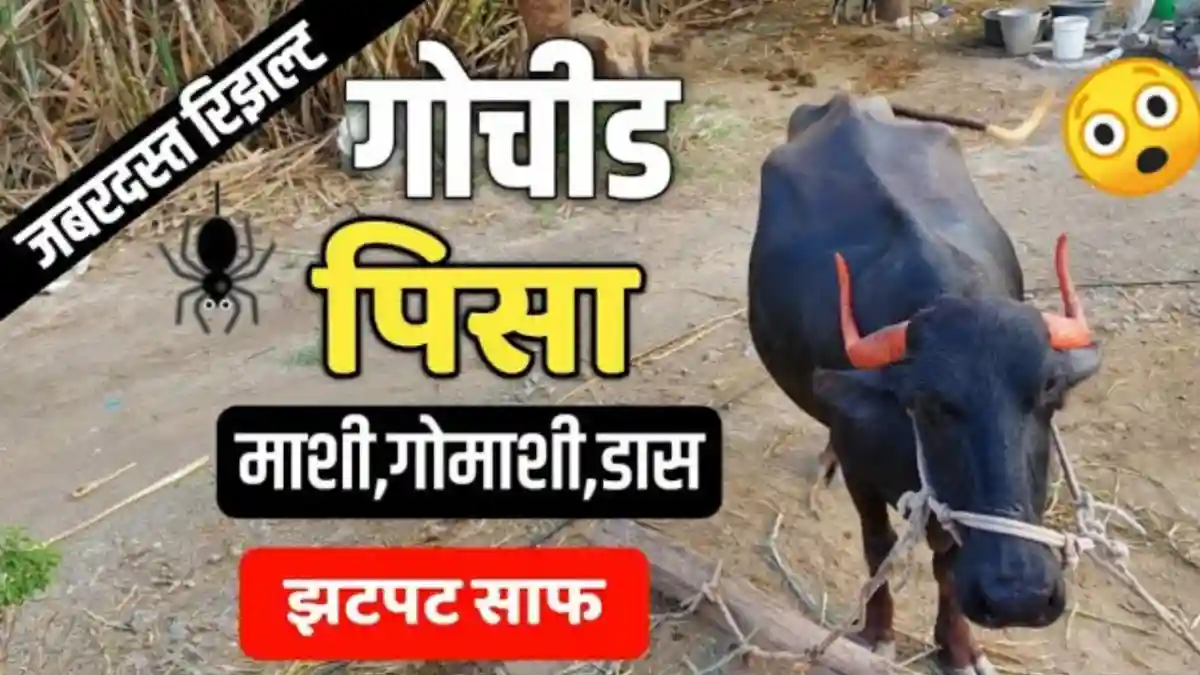 animal health management