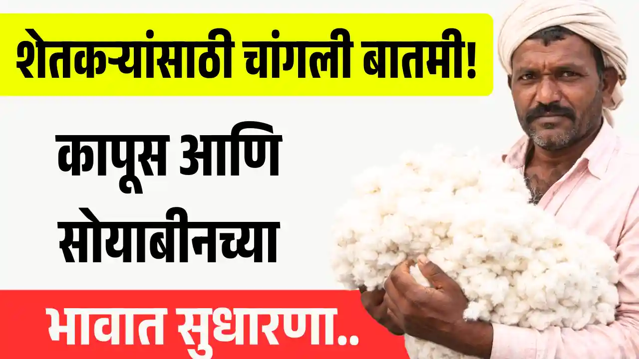 soyabeen-cotton-rate